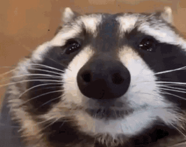 multiple images of raccoons being silly